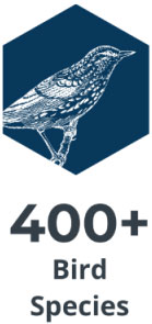 birds